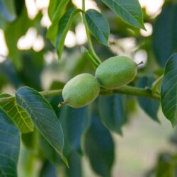 Chandler-Green-walnut