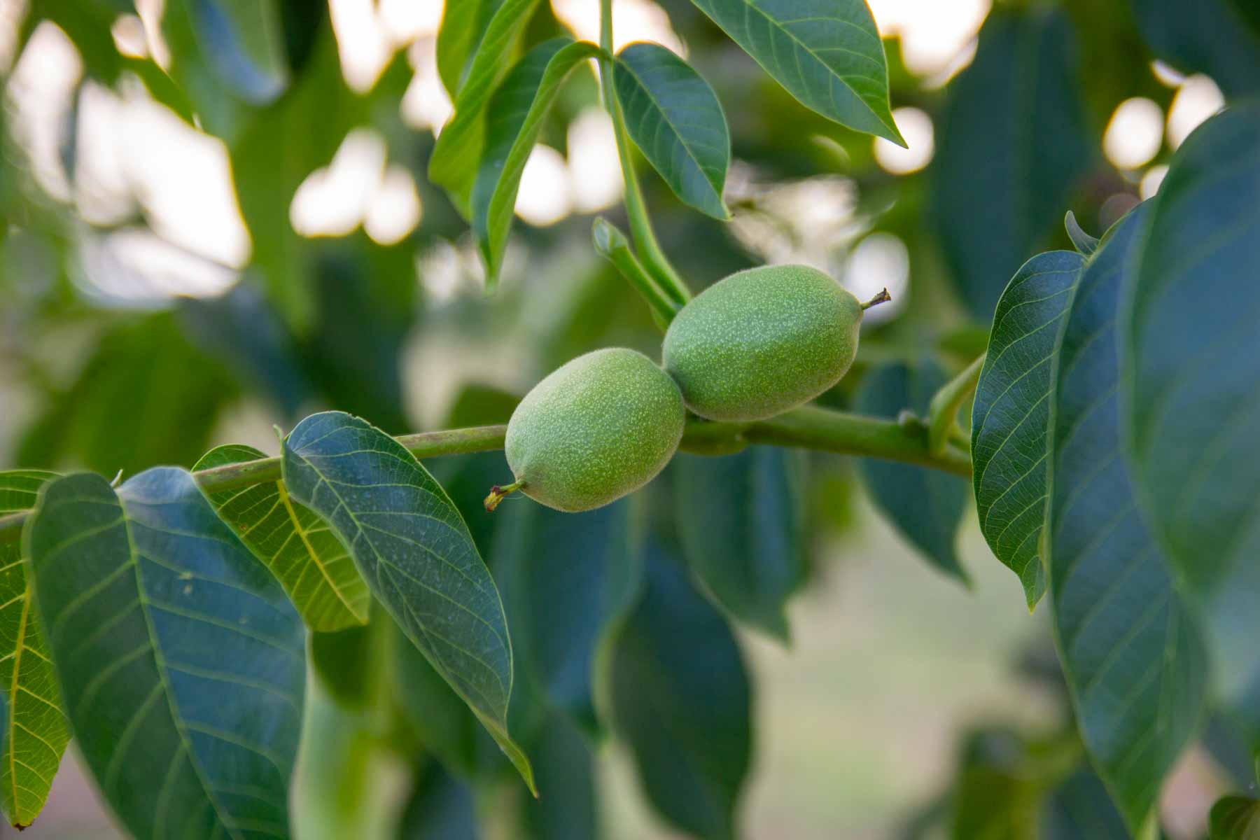 Chandler-Green-walnut